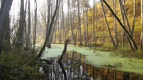 Image: Nature photos with CSS grayscale filter