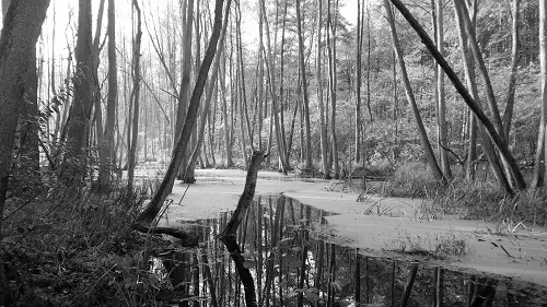 Image: Nature photos with CSS grayscale filter
