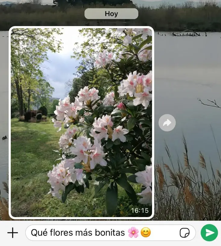 Imagen: Captura de pantalla de iPhone de un chat de WhatsApp con una foto de unas flores
